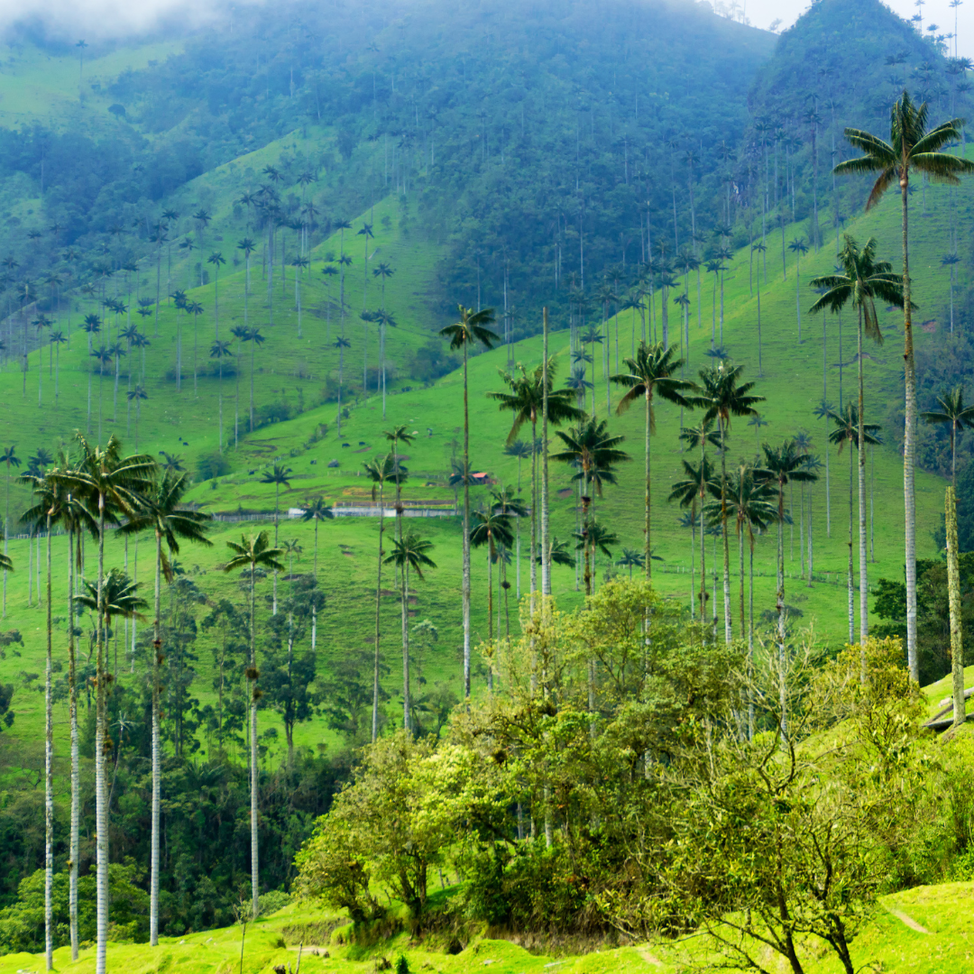 turismo al cafe de colombia